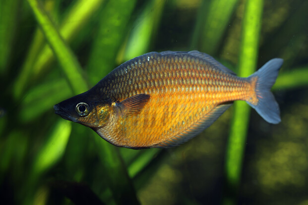 Sentani-Regenbogenfisch mit gelb-orangem Schuppenkleid, seitlich vor grünem Wasserpflanzen-Hintergrund.