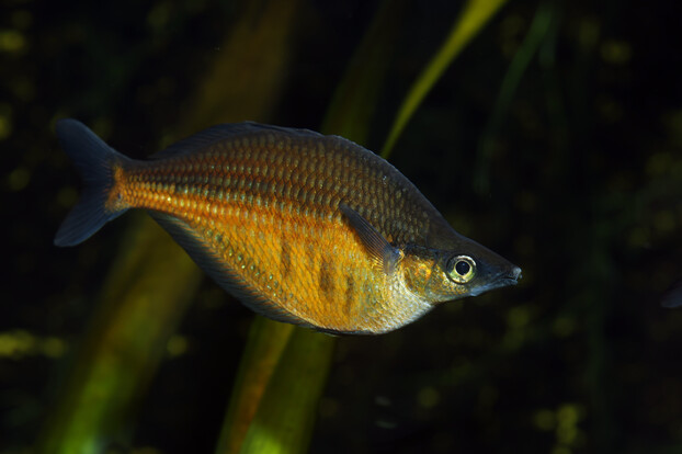 Sentani-Regenbogenfisch mit gelb-orangem Schuppenkleid, seitlich vor grünem Wasserpflanzen-Hintergrund.