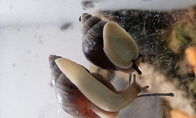 seychellenschnecke3