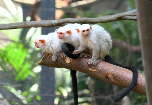 Drei Silberäffchen mit weißem Fell und schwarzen Schwänzen sitzen nebeneinander auf einem Ast.
