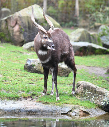 Ein Sitatunga mit braunem, länglichem Fell, markanten weißen Streifen am Rumpf und schraubenförmigen Hörnern steht auf einer Wiese vor einem Teich.