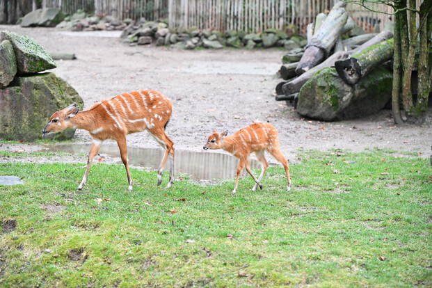 Zwei sitatunga Antilopen, ein ausgewachsenes Tier und ein Jungtier, mit auffälligen weißen Streifen auf dem braunen Fell stehen auf grüner Wiese im Zoo-Gehege.