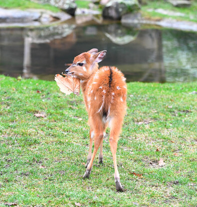 Junges Sitatunga-Antilopenkalb mit hellbraunem, weiß geflecktem Fell steht auf grüner Wiese und hält ein trockenes Blatt im Maul.