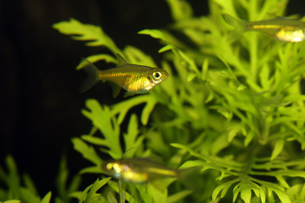 Drei kleine, schlanke Fische mit grünlich schimmerndem Körper vor grünen Wasserpflanzen