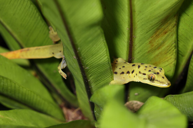 Nahaufnahme eines hellgrünen Geckos mit dunklen Flecken, der sich zwischen grünen Blättern versteckt