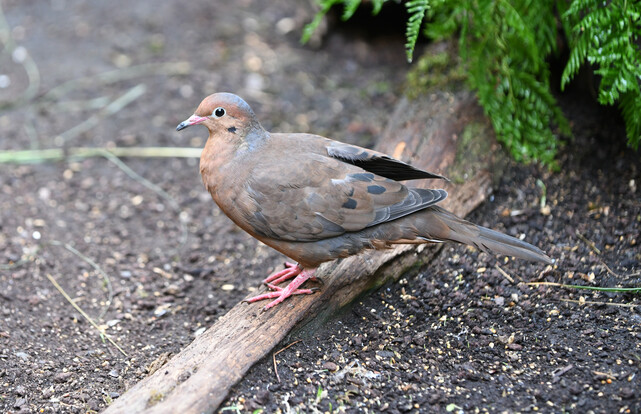 Braune Socorrotaube mit schwarzen Flügelflecken steht seitlich auf einem Ast vor grünem Farn.