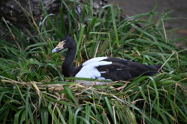 Spaltfußgans mit schwarzem Kopf und weiß-schwarzem Gefieder sitzt in dichtem grünen Gras.
