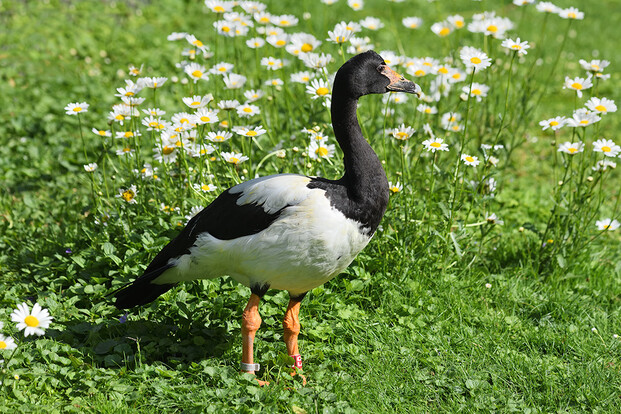 Spaltfußgans mit schwarzem Kopf und weiß-schwarzem Gefieder steht auf einer Wiese mit Gänseblümchen