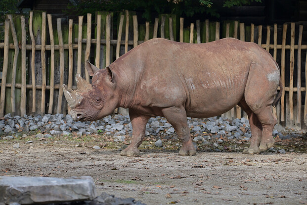 Spitzmaulnashorn mit faltiger, grauer Haut und zwei Hörnern geht auf sandigem Boden, Holzbalken im Hintergrund.