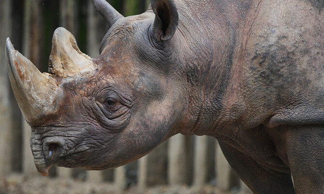 Spitzmaulnashorn Teilpatenschaft