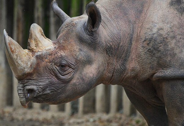 Spitzmaulnashorn mit zwei Hörnern im Profil, Nahaufnahme des Kopfes vor unscharfem Hintergrund.