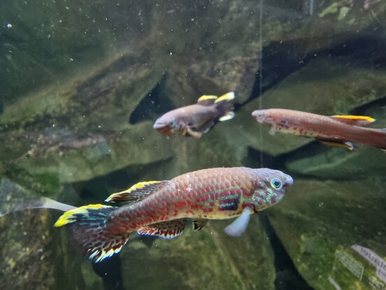 Drei Stahlblaue Prachtkärpflinge mit gelben Flossenspitzen schwimmen in einem Aquarium mit felsigem Hintergrund.