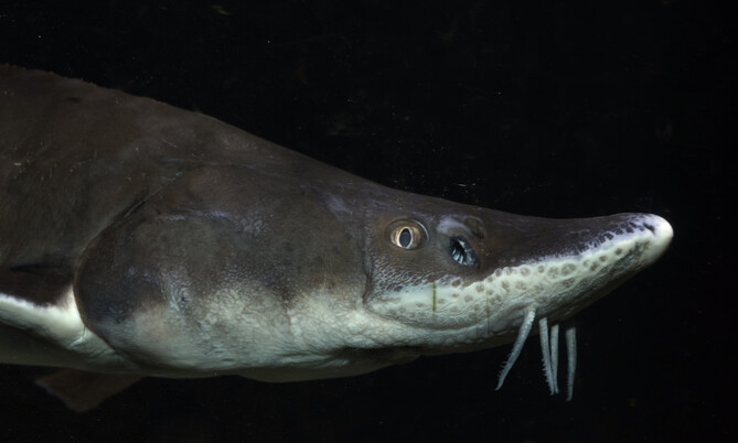 acipenser_ruthenus_sterlet (1)