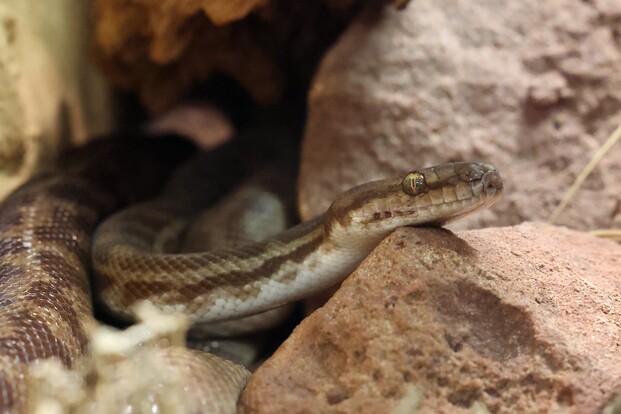 Stimson-Zwergpython mit braunem, gemustertem Schuppenkleid liegt zwischen rötlichen Steinen.