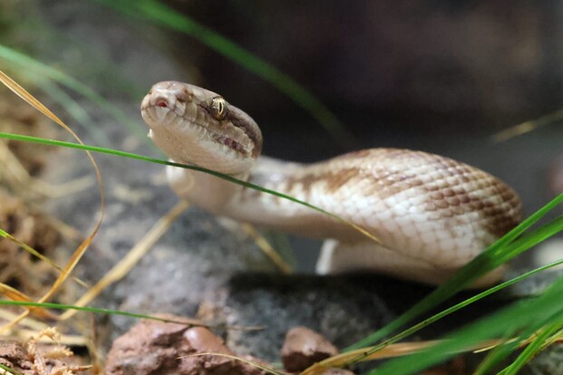 Australische Stimson-Zwergpython mit cremefarben-braunem Muster, Kopf erhoben, auf Ast und zwischen Gras.