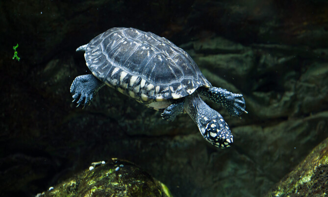 Strahlendreikielschildkröte
