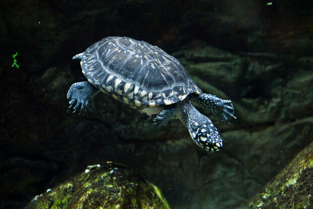 Strahlendreikielschildkröte