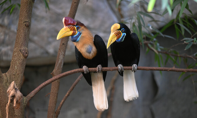 Ein Paar Sulawesi-Hornvogel mit markantem gelbem Schnabel und rotem Stirnhöcker nebeneinader auf einem Ast sitzend.