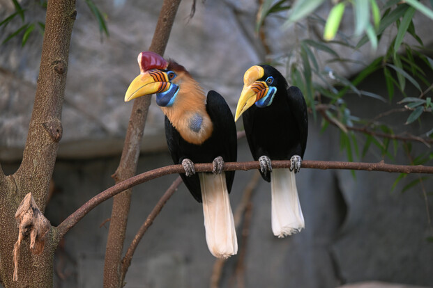 Ein Paar Sulawesi-Hornvogel mit markantem gelbem Schnabel und rotem Stirnhöcker nebeneinader auf einem Ast sitzend.