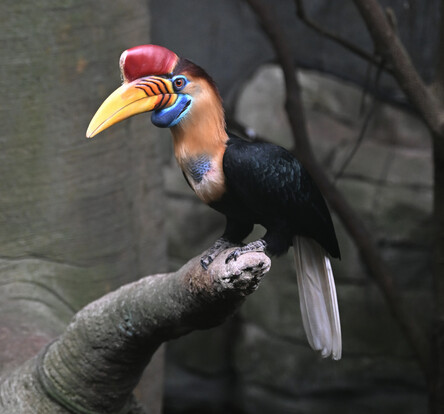 Sulawesi-Hornvogel mit markantem gelbem Schnabel und rotem Stirnhöcker seitlich auf einem Ast sitzend.
