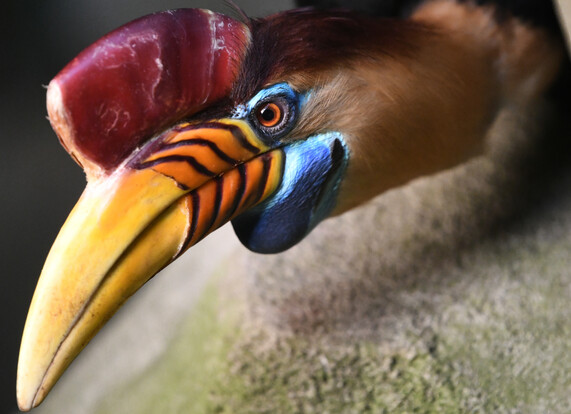 Nahaufnahme eines Sulawesi-Hornvogels mit auffälligem gelb-orangefarbenem Schnabel und rotem Horn auf dem Kopf