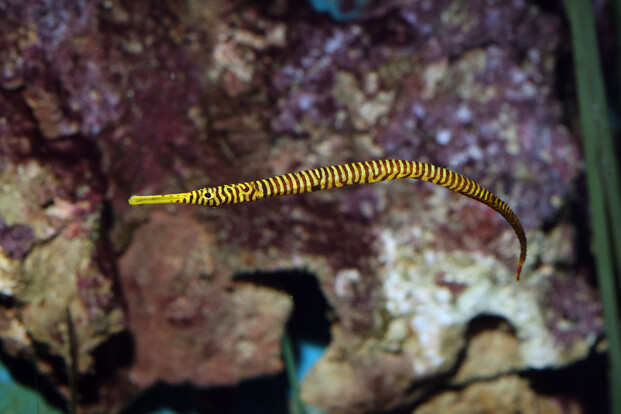 Gelb-orange gestreifte Seenadel mit schlankem Körper und spitzer Schnauze schwimmt seitlich in einem Aquarium vor Steinwand