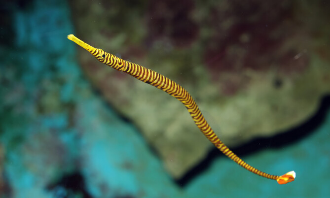 dunckerocampus_pessuliferus_2