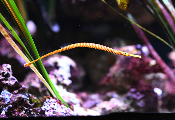 Gelb-orange gestreifte Seenadel mit schlankem Körper und spitzer Schnauze schwimmt seitlich in einem Aquarium zwischen Wasserpflanzen und Steinen.