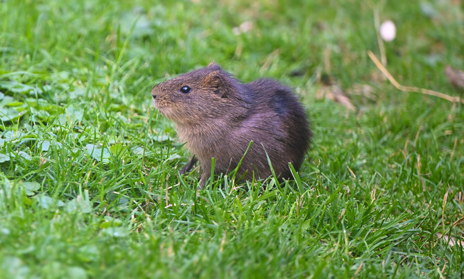 Sumpfmeerschwein