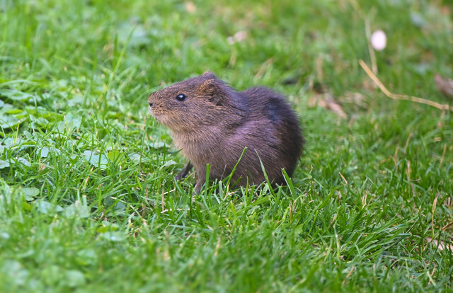 Braunes Sumpfmeerschweinchen sitzt im grünen Gras und blickt nach links.