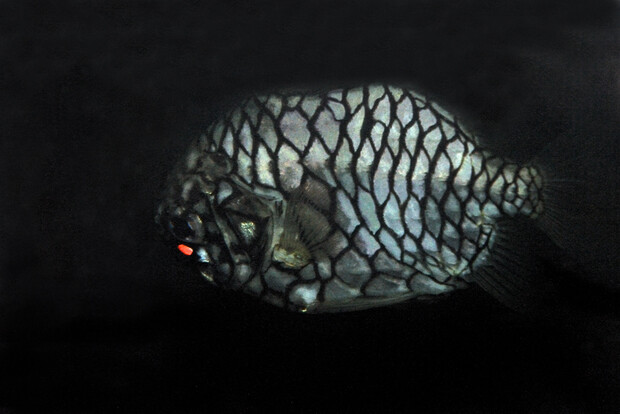 Tannenzapfenfisch mit silbrigem Körper und auffälligem schwarzen Netzlinienmuster auf dunklem Hintergrund, Maulregion mit kleiner rötlicher Leuchtfläche.