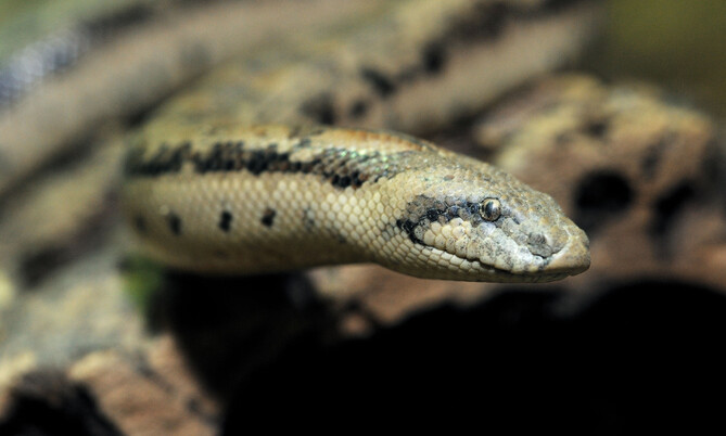 Tatarische Sandboa 2