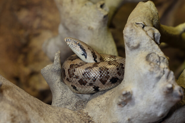 Tatarische Sandboa mit gemusterten Schuppen auf einem Ast zusammengerollt