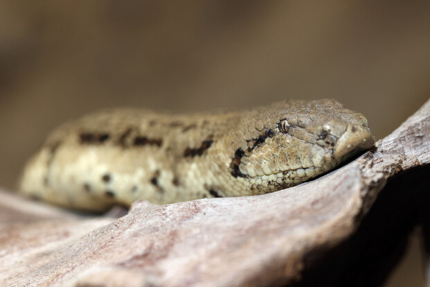 Tatarische Sandboa mit gemusterten Schuppen auf einem Ast, Kopf nach vorne gerichtet.