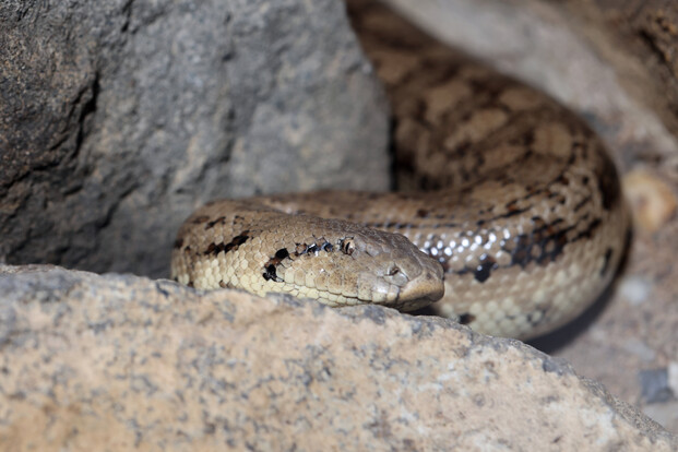 Tatarische Sandboa mit gemusterten Schuppen auf einem Felsen, Kopf nach vorne gerichtet.