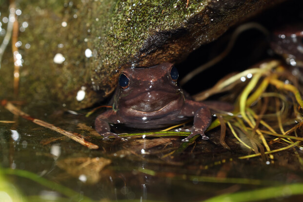 Nahaufnahme eines kleinen Froschs, der am Rand eines Gewässers zwischen Moos und Pflanzen sitzt