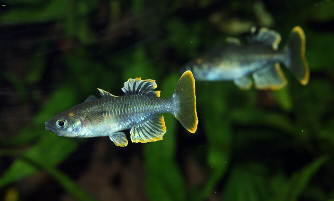 telmatherina_bonti_Towuti Ährenfisch (1)
