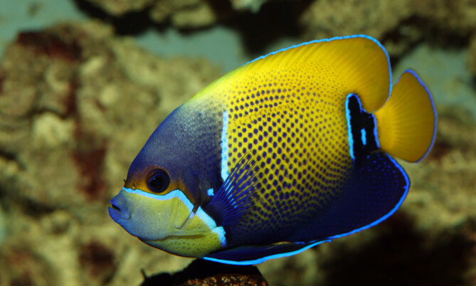 Kaiserfisch mit gelber Rückenpartie und blauer Schwanzflosse schwimmt vor Korallenstruktur.