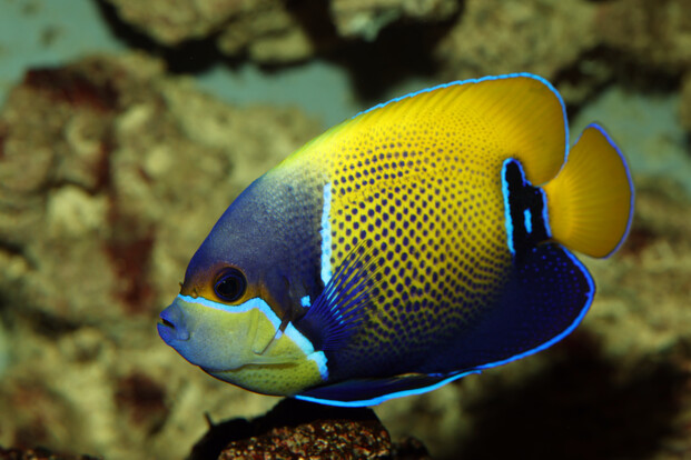 Kaiserfisch mit gelber Rückenpartie und blauer Schwanzflosse schwimmt vor Korallenstruktur.