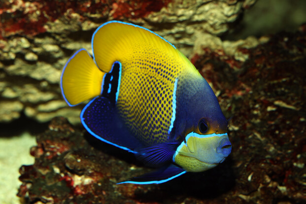 Kaiserfisch mit gelber Rückenpartie und blauer Schwanzflosse schwimmt vor Korallenstruktur.