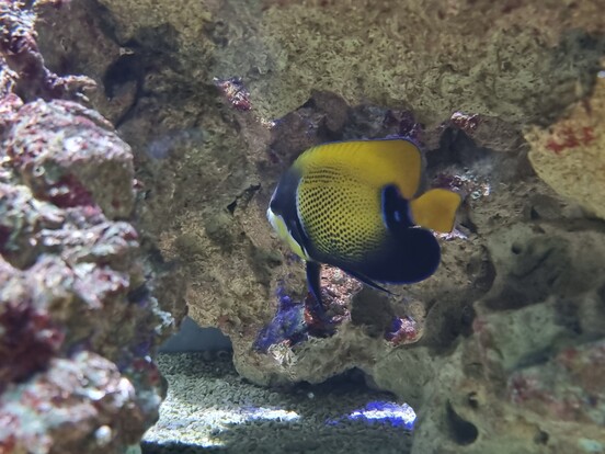 Kaiserfisch mit gelber Rückenpartie und blauer Schwanzflosse schwimmt vor Korallenstruktur.