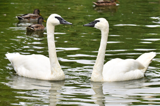 Zwei Trompeterschwäne mit weißen Gefiedern und schwarzen Schnäbeln schwimmen auf grünem Wasser, im Hintergrund mehrere unauffällige Wasservögel.