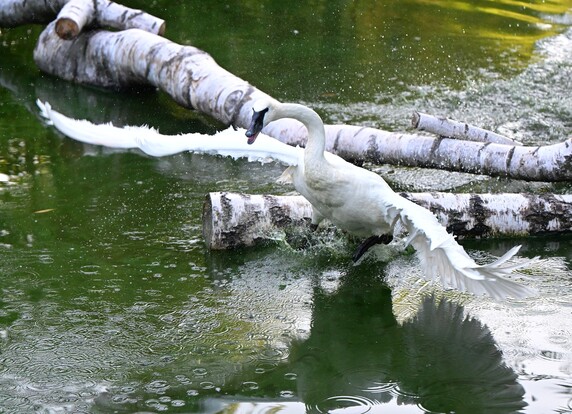 Schwan mit ausgebreiteten Flügeln auf Wasser neben einem Baumstamm