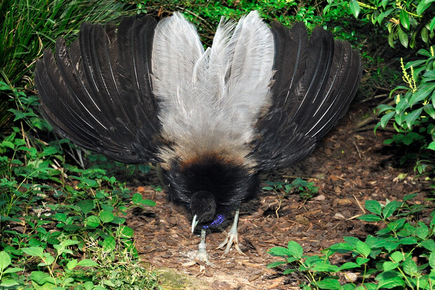 Grauflügel-Trompetervogel mit ausgebreiteten grauen Flügeln und schwarzem Körper auf Waldboden mit grünem Laub