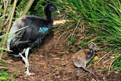 Erwachsener Grauflügel-Trompetervogel mit dunkel gefiedertem Körper und gräulichen Flügeln neben flauschigem Jungtier auf bewachsenem Waldboden.