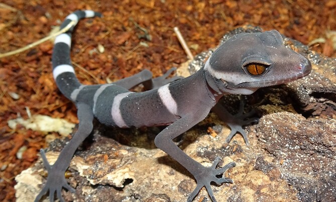 Vietnam tigergecko Goniurosaurus araneus (7)