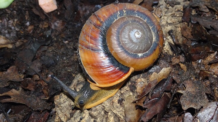 Vietnamesische Riesenschnecke Bertia cambojiensis phot. T. Ziegler (5)