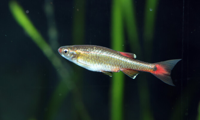 Ein vietnamesischer Kardinalfisch mit rot gefärbter Schwanzflosse schwimmt vor grünen Wasserpflanzen im Aquarium.