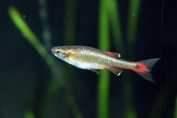 Ein vietnamesischer Kardinalfisch mit rot gefärbter Schwanzflosse schwimmt vor grünen Wasserpflanzen im Aquarium.
