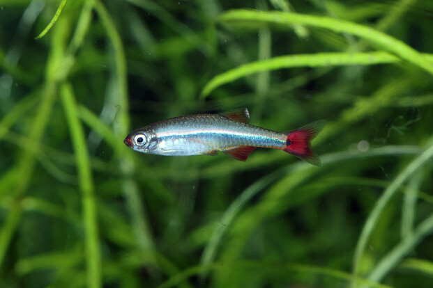 Ein vietnamesischer Kardinalfisch mit rot gefärbter Schwanzflosse schwimmt vor grünen Wasserpflanzen im Aquarium.